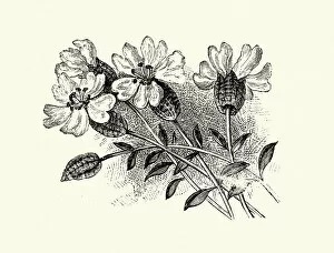 Campion Gallery: Silene uniflora, sea campion, Botanical art print