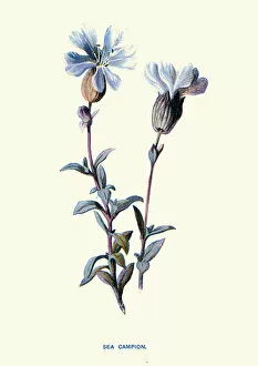 Campion Gallery: Silene uniflora, sea campion, White Flower, Botanical art print