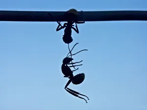 <b class=qtipBold><figcaption>Silhouette</figcaption></b><br>Ants<br><em>© Ruy Barbosa Pinto</em> Silhouette