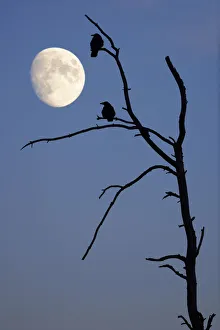 Silhouette of crows on a dead tree with moon in the sky, Baden-Wuerttemberg, Germany Silhouette of crows on a dead tree with moon in the sky, Baden-Wuerttemberg, Germany