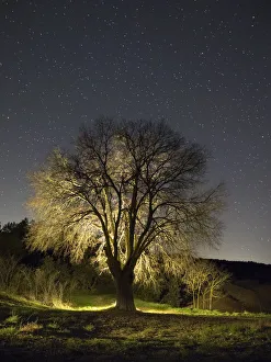 Silhouette of a great tree in winter in the night Silhouette of a great tree in winter in the night