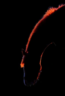 <b class=qtipBold><figcaption>Horse</figcaption></b><br>Silhouette of horse against black background.<br><em>© Jim Cumming</em> Horse