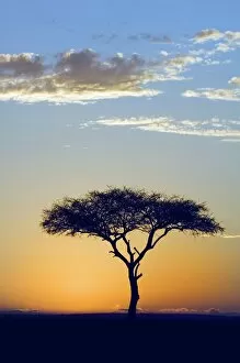 Images Dated 2nd September 2006: Silhouette of a Lone Tree at Sunrise- Flat-top or umbrella acacia (Acacia tortilis)
