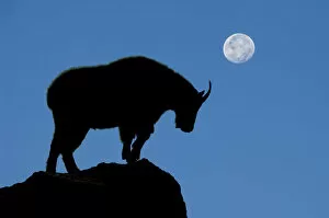 Images Dated 1st September 2012: silhouette, mountain goat, night, moon