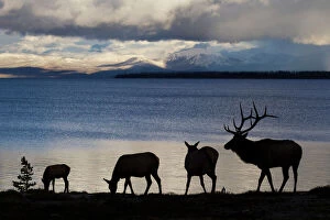 Silhouette of Rocky Mountain Elks (Cervus canadensis nelsoni) standing with rippled water in background in Yellowstone