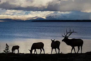 Silhouette of Rocky Mountain Elks (Cervus canadensis nelsoni) standing with rippled water in background in Yellowstone National Park, Wyoming, USA Silhouette of Rocky Mountain Elks (Cervus canadensis nelsoni) standing with rippled water in background in Yellowstone National Park, Wyoming, USA