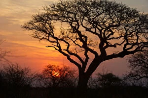 Images Dated 15th August 2010: A silhouette of a tree at sunset. Isimangaliso, Kwazulu-Natal, South Africa