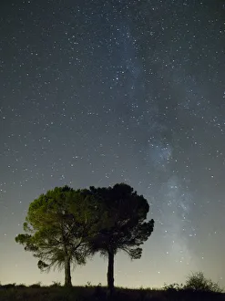Silhouette of two trees and the milky way Silhouette of two trees and the milky way