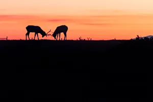 <b class=qtipBold><figcaption>Silhouette of Tule Elk</figcaption></b><br>A silhouette of a pait of Tule Elk of Point Reyes, California.<br><em>© 2015 Phoo Chan</em> Silhouette of Tule Elk