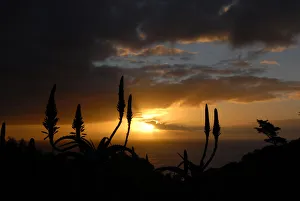 Silhouetted Aloe Ferox against sunset and the Atlantic Ocean, Suikerbossie, Western Cape Silhouetted Aloe Ferox against sunset and the Atlantic Ocean, Suikerbossie, Western Cape