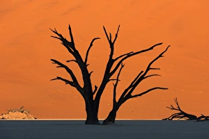 Silhouetted dead Acacia tree with red sand dunes at Dead Vlei, Namibia Silhouetted dead Acacia tree with red sand dunes at Dead Vlei, Namibia