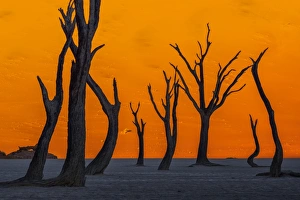 Silhouetted dead Acacia tree with sand dunes at Dead Vlei, Namibia Silhouetted dead Acacia tree with sand dunes at Dead Vlei, Namibia