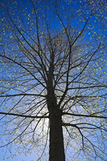 A silhouetted deciduous tree with emerging buds against a blue sky in spring, Lanaudiere A silhouetted deciduous tree with emerging buds against a blue sky in spring, Lanaudiere