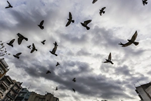 Silhouetted flock of birds flying against a cloudy sky Silhouetted flock of birds flying against a cloudy sky