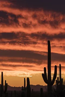 USA, Arizona, Saguaro National Park. Sunset on desert landscape