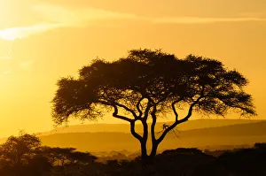 <b class=qtipBold><figcaption>Silhouetted Tree</figcaption></b><br>Serengeti, Tanzania<br><em>© Altai World Photography</em> Silhouetted Tree