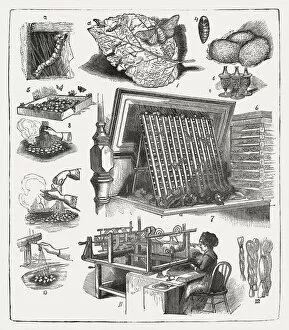 Images Dated 11th September 2016: Silk production, wood engraving, published in 1877