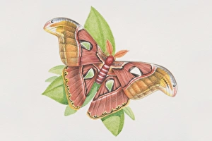 Silkworm Moth (Bombyx mori), perched on a plant leaf, view from above Silkworm Moth (Bombyx mori), perched on a plant leaf, view from above