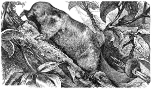 Silky anteater, pygmy anteater (Cyclopes didactylus) Silky anteater, pygmy anteater (Cyclopes didactylus)