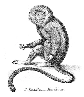 <b class=qtipBold><figcaption>Silky monkey illustration 1803</figcaption></b><br>The Museum of Natural History - the Animal Kingdom (Mammalia) Published by William Mackenzie, 1803 - London<br><em>© Roberto A Sanchez</em> Silky monkey illustration 1803