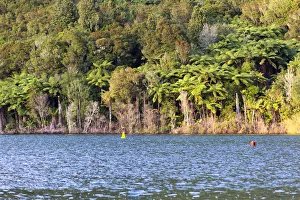 Silver Ferns -Cyathea dealbata- on the shores of Lake Tikitapu, Bay of Plenty Region Silver Ferns -Cyathea dealbata- on the shores of Lake Tikitapu, Bay of Plenty Region