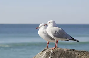 Silver gulls (Larus novaehollandiae), Australia Silver gulls (Larus novaehollandiae), Australia