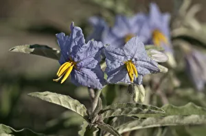 Silver-leaved Nightshade or Silverleaf nightshade -Solanum elaeagnifolium Silver-leaved Nightshade or Silverleaf nightshade -Solanum elaeagnifolium