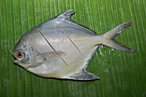 Healthy Eating Gallery: Silver pomfret fish on a banana leaf