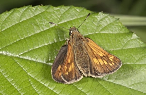 Silver-spotted Skipper -Hesperia comma-, Untergroningen, Abtsgmuend, Baden-Wurttemberg, Germany Silver-spotted Skipper -Hesperia comma-, Untergroningen, Abtsgmuend, Baden-Wurttemberg, Germany