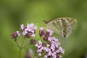Silver-washed fritillary -Argynnis paphia f valesina-, female, green-gray form, Thuringia Silver-washed fritillary -Argynnis paphia f valesina-, female, green-gray form, Thuringia