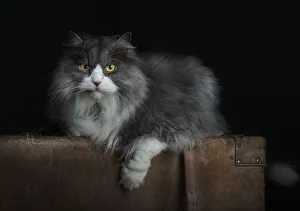 <b class=qtipBold><figcaption>SILVER1</figcaption></b><br>Studio cat portrait<br><em>© JAvierSEnosiain</em> SILVER1