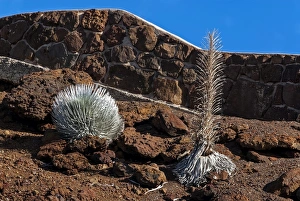 Silversword -Argyroxiphium sandwicense- plants growing in the Haleakala crater, Maui, Hawaii, United States Silversword -Argyroxiphium sandwicense- plants growing in the Haleakala crater, Maui, Hawaii, United States