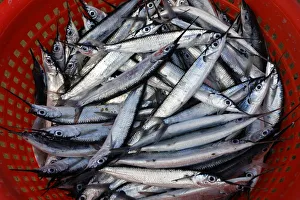 Silvery fish, Garfish -Belone belone-, in a plastic basket, Bloody Bay Silvery fish, Garfish -Belone belone-, in a plastic basket, Bloody Bay