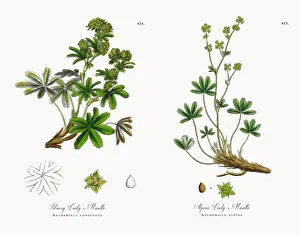 Silvery Ladyas Mantle, Alchemilla conjuncta, Victorian Botanical Illustration, 1863 Silvery Ladyas Mantle, Alchemilla conjuncta, Victorian Botanical Illustration, 1863