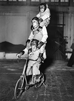 <b class=qtipBold><figcaption>Simian Cyclists</figcaption></b><br>Three chimpanzees sitting on each others' shoulders on a bike with stabilizers, 1953. (Photo by FPG/Hulton Archive/Getty Images)<br><em>© 2004 Getty Images</em> Simian Cyclists