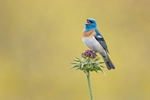 <b class=qtipBold><figcaption>Singing Out Loud</figcaption></b><br>A male Lazuli Bunting singing on a perch.<br><em>© 2015 Phoo Chan</em> Singing Out Loud
