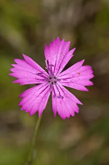 Single flower of Carthusian Pink -Dianthus carthusianorum-, Neresheim, Hardtsfeld Single flower of Carthusian Pink -Dianthus carthusianorum-, Neresheim, Hardtsfeld