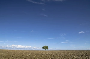 Single tree on a field, Mainz Bingen district, Rhineland-Palatinate, Germany, Europe Single tree on a field, Mainz Bingen district, Rhineland-Palatinate, Germany, Europe