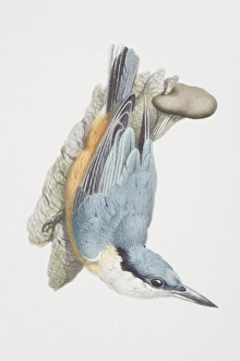Sitta europaea, Eurasian Nuthatch perched on a rock looking up, side view Sitta europaea, Eurasian Nuthatch perched on a rock looking up, side view