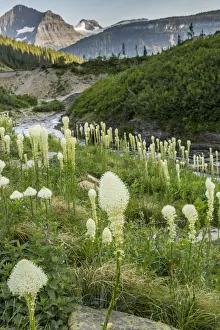 Siyeh Creek and bear grass (Xerophyllum tenax), Glacier National Park, Montana, USA Siyeh Creek and bear grass (Xerophyllum tenax), Glacier National Park, Montana, USA