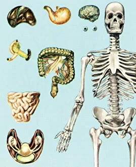Images Dated 13th January 2004: Skeleton and organs