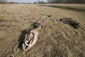 Skeleton of a perished Wild Boar -Sus scrofa-, Elbe river floodplains near Dessau-Rosslau Skeleton of a perished Wild Boar -Sus scrofa-, Elbe river floodplains near Dessau-Rosslau