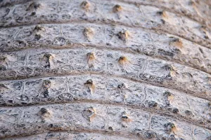 Otjiwarongo Gallery: Skin of a Nile Crocodile -Crocodylus niloticus-, crocodile farm, Otjiwarongo, Namibia
