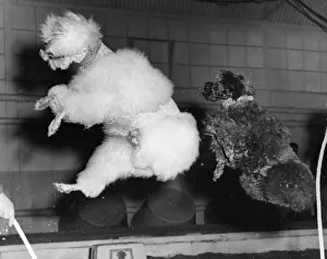 <b class=qtipBold><figcaption>Skipping Poodles</figcaption></b><br>27th November 1959: Skipping poodles from the Bertram Mills circus in training for the winter season. (Photo by Ron Case/Keystone/Getty Images) Skipping Poodles