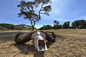 Skull of an African Buffalo -Syncerus caffer-, Masai Mara National Reserve, Kenya Skull of an African Buffalo -Syncerus caffer-, Masai Mara National Reserve, Kenya