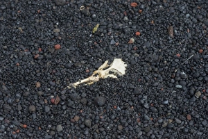 Skull of a Chinstrap Penguin -Pygoscelis antarctica-, buried in lava sand, Baily Head Skull of a Chinstrap Penguin -Pygoscelis antarctica-, buried in lava sand, Baily Head