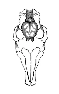 Science art/paleontology art illustrations/skull coryphodon outline brains drawn Science art/paleontology art illustrations/skull coryphodon outline brains drawn