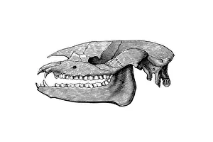 Skull of Palaeotherium ('old beast') is an extinct genus of primitive perissodactyl ungulate Skull of Palaeotherium ('old beast') is an extinct genus of primitive perissodactyl ungulate