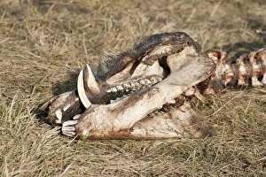 Skull of a perished Wild Boar -Sus scrofa-, Elbe river floodplains near Dessau-Rosslau Skull of a perished Wild Boar -Sus scrofa-, Elbe river floodplains near Dessau-Rosslau