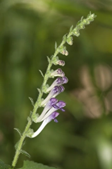 Skullcaps -Scutellaria columnae-, Lake Kerkini region, Greece, Europe Skullcaps -Scutellaria columnae-, Lake Kerkini region, Greece, Europe